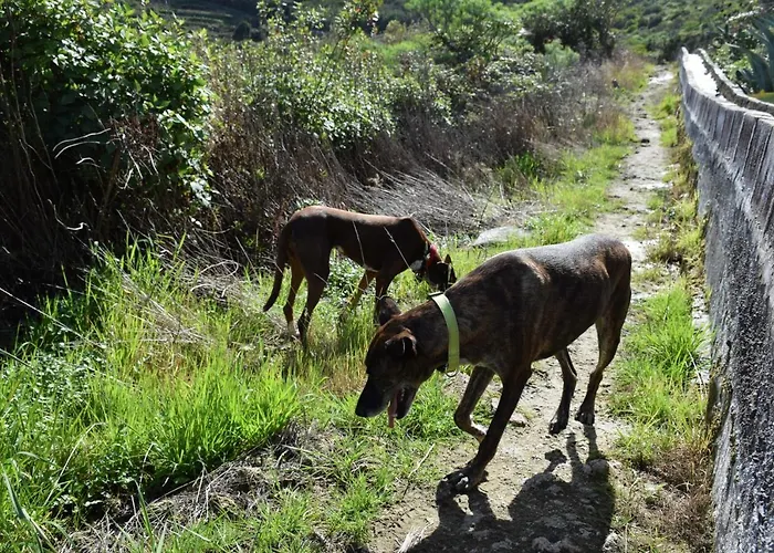 Casa Madera 1 Semesterbostad
