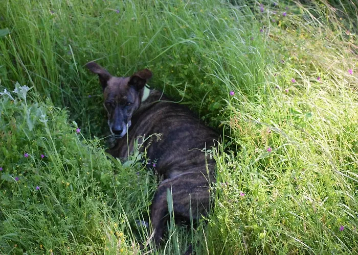 Semesterbostad Casa Madera 1 Icod De Los Vinos